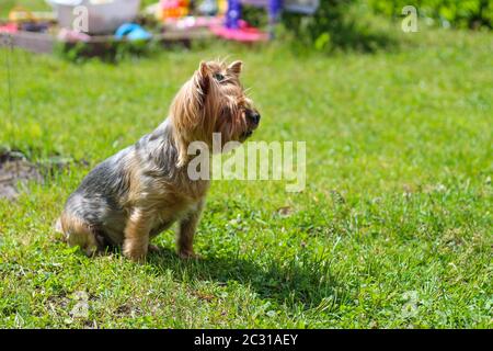 Terrible yorkshire Terrier sitzt auf dem Rasen im Park und schaut auf das Ziel Stockfoto