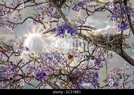 Silberreiher brüten in einer Rookerie in einem blühenden Jacaranda Baum in San Miguel de Allende, Mexiko. Stockfoto