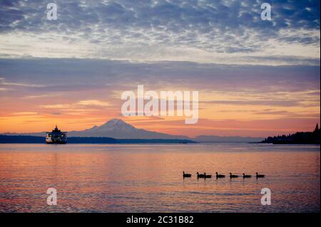 Fähre und Gänse in Puget Sound und Mount Rainier bei Sonnenuntergang, Washington, USA Stockfoto