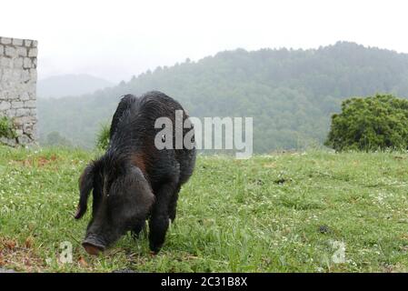 Urlaub im Süden Korsikas. Entdecken Sie die Berglandschaften dieser schönen Region Frankreichs Stockfoto