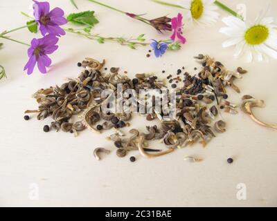 Bienenfreundliche Samenmischung und Wildblumen für Wildbienen und andere Insekten Stockfoto