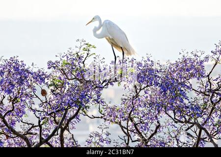 Ein großer Reiher, der auf einem blühenden Jacaranda Baum in San Miguel de Allende, Mexiko, thront. Stockfoto