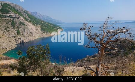 Felsiger Strand, buh transparentes Meer in Istrien und trockener Baum, kroatische Küste Stockfoto