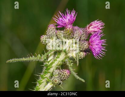 Marsh Thistle - Cirsium palustre Blütenkopf mit Knospen & Blumen Stockfoto