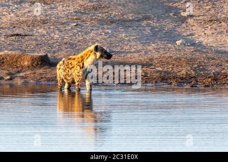 Gesichtet Hyäne Trinkwasser Namibia, Afrika Safari Tierwelt Stockfoto