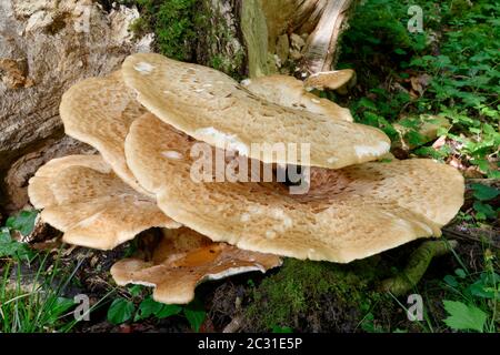Dryad's Saddle - Polyporus squamosus große Bracket Pilze auf Baumstumpf Stockfoto