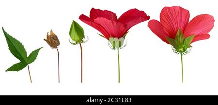 Satz verschiedener Teile eines Hibiskus Blumen: grünes Blatt, Knospe, Trockener Samen, und ungeöffnete Knospe, Objekte Hibiscus rosa-sinensis sind auf einem weißen Ba isoliert Stockfoto