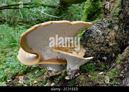 Dryad's Saddle - Polyporus squamosus Bracket Pilzen auf Baumstumpf zeigt Porenoberfläche mit Insekten Stockfoto