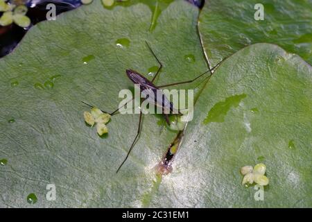 Gemeiner Pond Skater - Gerris lacustris mit Beute auf Seerosen Stockfoto