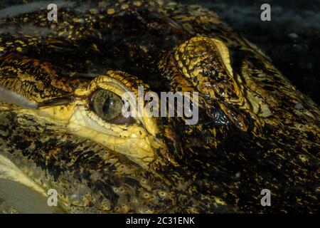 Amerika-Alligator (Alligator mississippiensis) gefangen. Heimisch im Südosten der USA, Reptilia Reptilienzoo, Vaughan, Ontario, Kanada Stockfoto