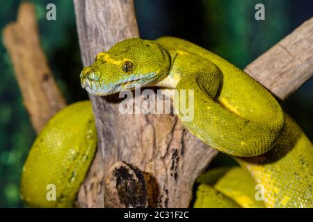 Green Tree Python (Morelia viridis) gefangen. Heimat Australien, Indonesien, Neuguinea, Reptilien-Reptilienzoo, Vaughan, Ontario, Kanada Stockfoto