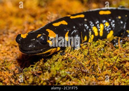 Feuer Salamander (Salamandra salamandra) gefangen. In Europa beheimatet, Reptilia Reptilienzoo, Vaughan, Ontario, Kanada Stockfoto