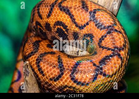 Regenbogen-Boa (Epikrate cenchria) gefangen. Beheimatet in Mittel- und Südamerika, Reptilia Reptilienzoo, Vaughan, Ontario, Kanada Stockfoto