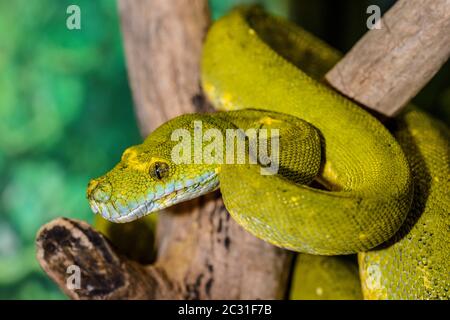 Green Tree Python (Morelia viridis) gefangen. Heimat Australien, Indonesien, Neuguinea, Reptilien-Reptilienzoo, Vaughan, Ontario, Kanada Stockfoto