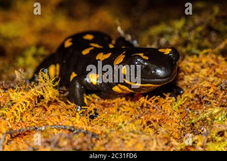 Feuer Salamander (Salamandra salamandra) gefangen. In Europa beheimatet, Reptilia Reptilienzoo, Vaughan, Ontario, Kanada Stockfoto