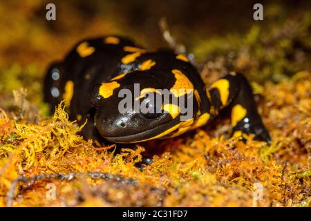 Feuer Salamander (Salamandra salamandra) gefangen. In Europa beheimatet, Reptilia Reptilienzoo, Vaughan, Ontario, Kanada Stockfoto