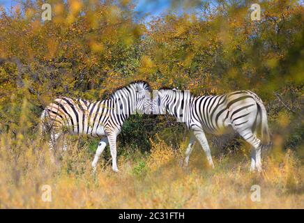 Schöne abgestreift Zebra Kopf im afrikanischen Busch. Khama Rhino Sanctuary Reservierung, Botswana Safari Wildlife. Wildes Tier in der Natur Lebensraum. Dies ist Stockfoto