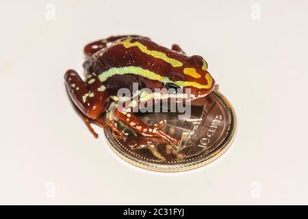 Phantasmischer Giftfrosch oder phantasmischer Giftpfeilfrosch (Epipedobates tricolor), gefangen erzogen, Unterstory Enterprises, Eingeborenes in: Ecuador Stockfoto