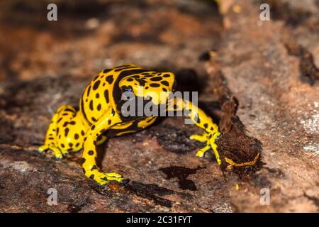 Dendrobates leucomelas 'micropot', in Gefangenschaft erzogen, untergeschichtige Unternehmen, Eingeborenes in: Venezuela Stockfoto