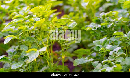 Kartoffelsträucher im Garten. Kartoffelstrauch auf einem Gemüsebett. Hausgemachten Gemüse. Lebensmittel, Pflanzen. Stockfoto