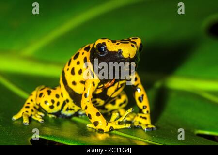 Dendrobates leucomelas 'micropot', in Gefangenschaft erzogen, untergeschichtige Unternehmen, Eingeborenes in: Venezuela Stockfoto