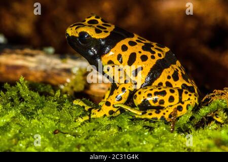 Dendrobates leucomelas 'micropot', in Gefangenschaft erzogen, untergeschichtige Unternehmen, Eingeborenes in: Venezuela Stockfoto