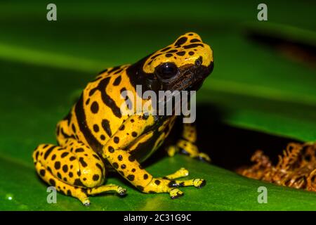 Dendrobates leucomelas 'micropot', in Gefangenschaft erzogen, untergeschichtige Unternehmen, Eingeborenes in: Venezuela Stockfoto