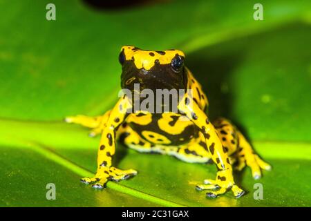 Dendrobates leucomelas 'micropot', in Gefangenschaft erzogen, untergeschichtige Unternehmen, Eingeborenes in: Venezuela Stockfoto