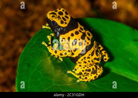 Dendrobates leucomelas 'micropot', in Gefangenschaft erzogen, untergeschichtige Unternehmen, Eingeborenes in: Venezuela Stockfoto