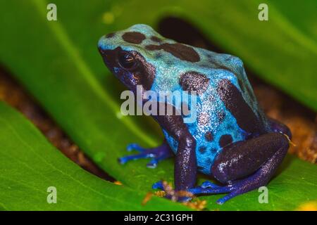 Dendrobates tinctorius 'Koetari River', in Gefangenschaft erzogen, untergeschichtige Unternehmen, Eingeborener: Surinam Stockfoto