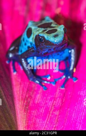 Dendrobates tinctorius 'Koetari River', in Gefangenschaft erzogen, untergeschichtige Unternehmen, Eingeborener: Surinam Stockfoto