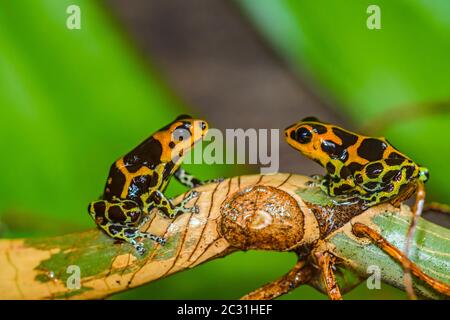 Ranitomeya Imitator 'Chazuta', in Gefangenschaft erzogen, untergeschichtige Unternehmen, Eingeborenes in: Peru Stockfoto