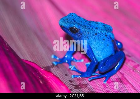 Färben von Dartfrosch, Tink oder Färben von Giftfrosch (Dendrobats tinctorius) 'azureus', in Gefangenschaft erzogen, Unterstory Enterprises, Eingeborenes in: Guyana, Suriname, Stockfoto