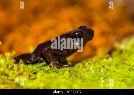 Dendrobates auratus, in Gefangenschaft erzogen, untergeschüchtrige Unternehmen, Eingeborenes in Cengtral, Südamerika Stockfoto