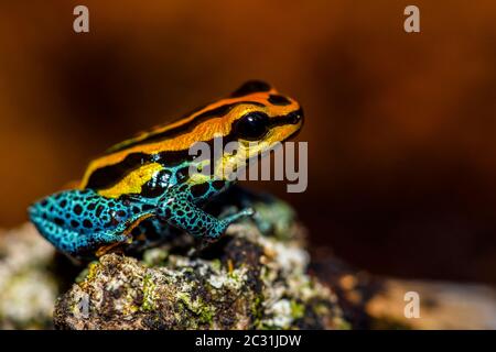 Splash-back, variable Giftfrosch (Ranitomeya variabilis) 'Vradero', gefangen angehoben, Understory Enterprises, Eingeborenes in: Peru Stockfoto