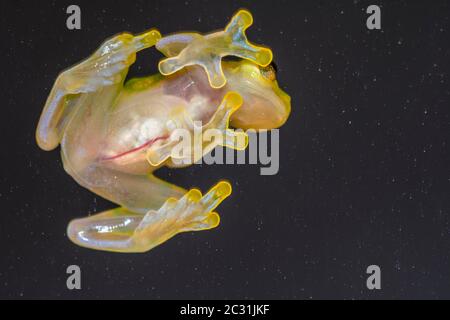 La Palma Glasfrosch - Hyalinobactrachium valerioi, gefangen angehoben, Unterstory Unternehmen, Eingeborenes zu: Costa Rica Stockfoto