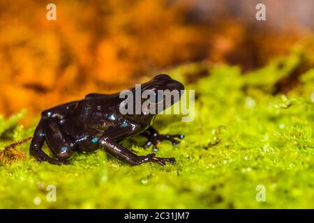 Dendrobates auratus, in Gefangenschaft erzogen, untergeschüchtrige Unternehmen, Eingeborenes in Cengtral, Südamerika Stockfoto