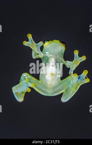 La Palma Glasfrosch - Hyalinobactrachium valerioi, gefangen angehoben, Unterstory Unternehmen, Eingeborenes zu: Costa Rica Stockfoto