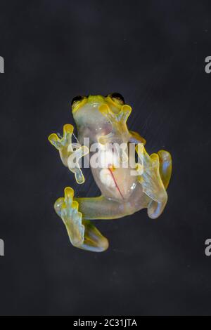 La Palma Glasfrosch - Hyalinobactrachium valerioi, gefangen angehoben, Unterstory Unternehmen, Eingeborenes zu: Costa Rica Stockfoto