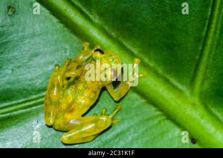 La Palma Glasfrosch - Hyalinobactrachium valerioi, gefangen angehoben, Unterstory Unternehmen, Eingeborenes zu: Costa Rica Stockfoto