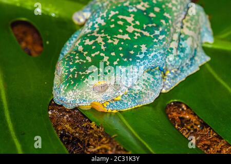 Fringed Leaf Frog (Cruziohyla craspedopus), in Gefangenschaft erzogen, untergeschriebene Unternehmen, Eingeborene Amazonas-Tiefland in Südamerika Stockfoto