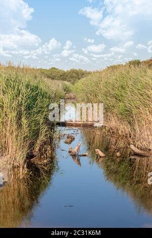 Entwässerungskanal an der Ostseeküste bei Darss in Deutschland mit Schilf, Gras und blauem Himmel Stockfoto