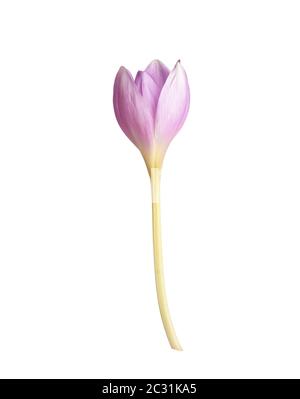 Unblown bud der eine violette Crocus Blume auf einem langen Stiel, weißer Hintergrund Stockfoto
