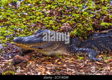 Sonnenalligator (Alligator missipiensis), Jungle Gardens, Avery Island, Louisiana, USA Stockfoto