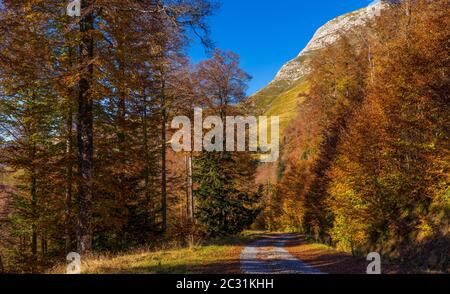 Landschaft mit Iraty Wald, Baskenland, Pyrenäen-Atlantique, Frankreich Stockfoto