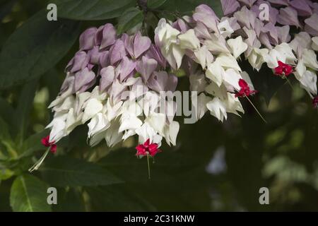 Blutender Glory-Bower oder Glorybower (Clerodendrum thomsoniae) im botanischen Garten Stockfoto