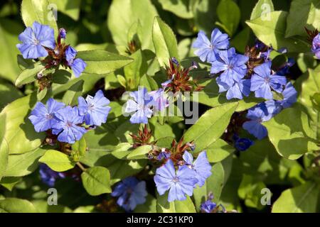 winterharte Bleiwürze (Ceratostigma plumbaginoides) im botanischen Garten Stockfoto