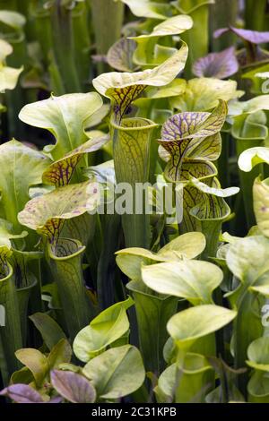 Gelbe Krug-Pflanze (Sarracenia flava) im botanischen Garten Stockfoto