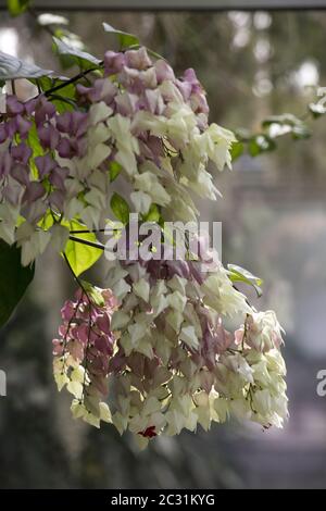 Blutender Glory-Bower oder Glorybower (Clerodendrum thomsoniae) im botanischen Garten Stockfoto