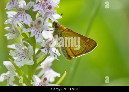 Erwachsene große Skipper Schmetterling (Ochlodes venata) auf einer gemeinsamen gefleckten Orchidee thront Stockfoto